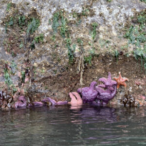 Sea Stars at Saturna Islands Shores